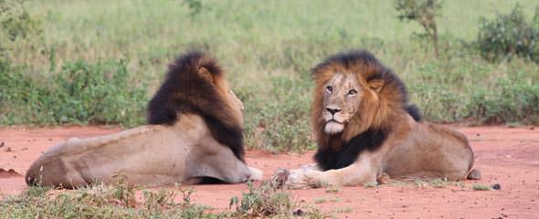 Reportage iicp Afrique du Sud 